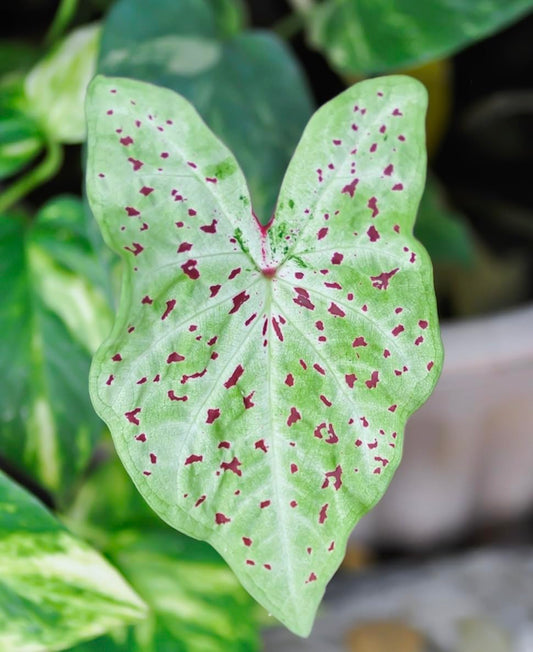 Miss Muffet Caladium Bulbs- Beautiful Chartreuse Leaves and Red Spots - Perennial Hosta, Elephant Ears, Fancy (12 Bulbs)