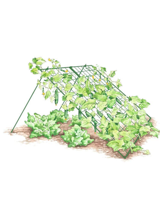 Gardeners Supply Company Sturdy Large Cucumber Trellis Support | Foldable Tough Metal Frame for Outdoor Climbing Plants Support | Best for Easy Harvesting and Easy Installation - 48" W x 48" H