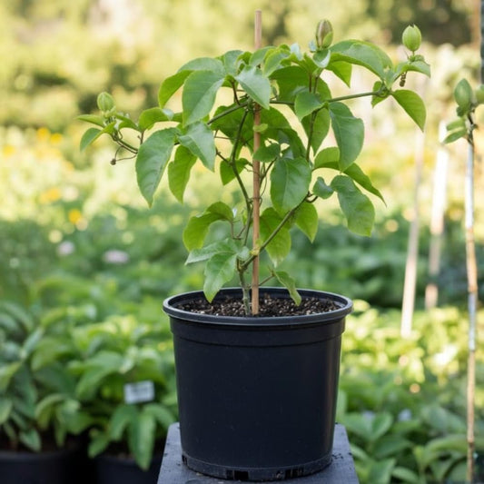 Purple Passion Fruit Live Plant, Passion Fruit Plant Live, Cold Hardy, 1-2 Feet in Height, 1 Gallon Pot for Outdoor Gardening