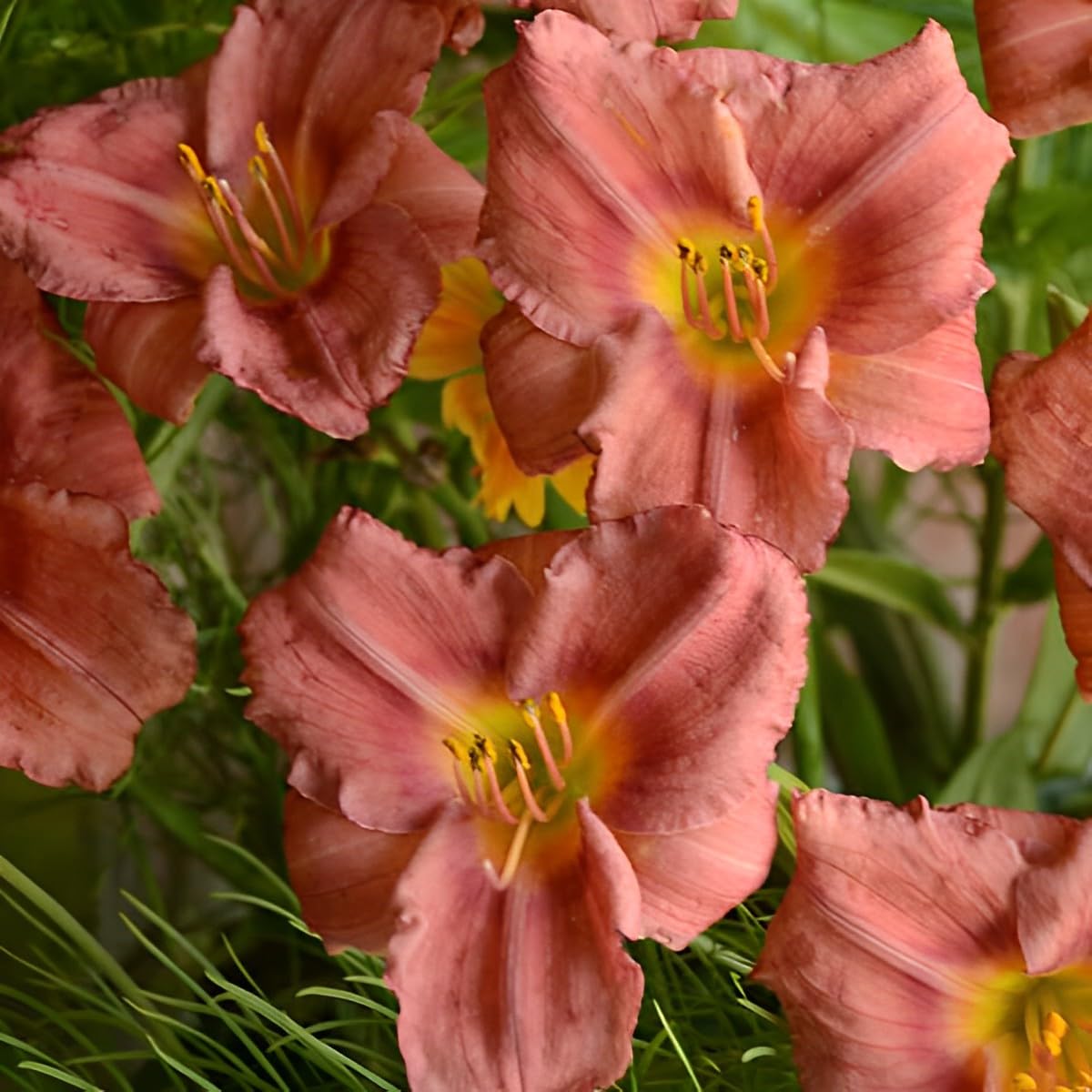 Votaniki Hemerocallis 'Rosey Returns Daylily' - Long Blooming, Perennial Daylily Bare Root for Plant | Perfect Addition to Any Garden - Easy to Gow and Low Maintenance (12 Pack)