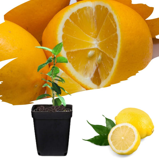 4 Months Old Meyer Lemon Tree Live Plant Seedling Potted, Starter Plant 2 to 3 Inch Tall, Tropical Fruit Outdoor Plant Zones 5-9, Yellow Lemon Lime, Very Hardy, Fragrant Citrus