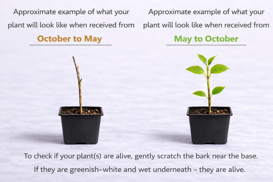 2 Paw Paw Trees - 6-12" Tall Seedlings - Quart Pots - Live Indian Banana Plants - Asimina triloba - (2 Pack)