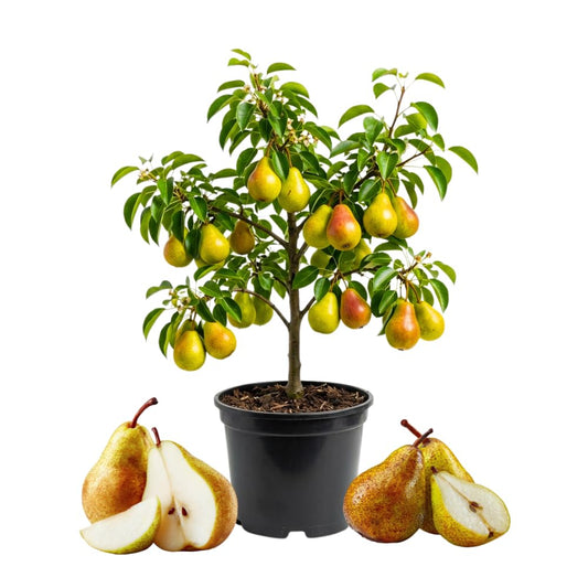 Pear Tree Live Plant, Pear Plant Live, 8-12 Inc Tall, Sweet Fruit Tree for Patio or Indoor, Outdoor Garden