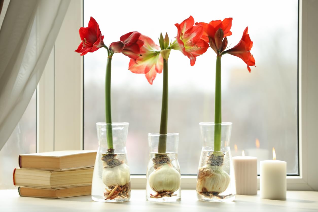 Apple Blossom Amaryllis – 28-30 cm Bare Root Bulb – 2-3 Stalks with Pink and White Flowers – Ideal for Indoor & Outdoor Planting – Easy to Grow Amaryllis Bulb