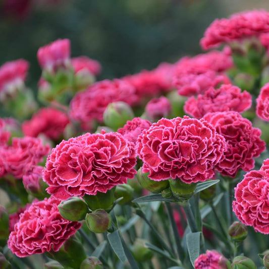 Live Plant from Green Promise Farms - PW, Dianthus Fruit Punch Raspberry Ruffles Pinks, Pink w/White Edge Flowers #1 Size Container - Does NOT Ship to AZ, CA, HI, ID, MT, NV, OR, PR, UT & WA!!!
