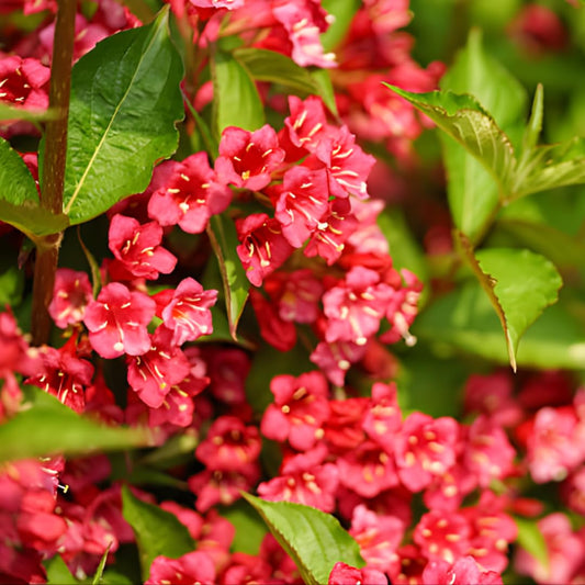 Red Weigela Live Ornamental Shrub | 1 Gallon Pot | Cold-Hardy Flowering Hedge | Robust Well-Rooted Flowering Garden Tree