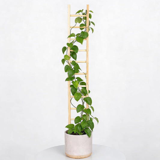 GOOOXIM Indoor Plant Trellis – Sturdy Wooden Climbing Support for Potted Plants, Ideal for Hoya, Pothos, Ivy, and More – Plant Holder for Home and Garden Décor