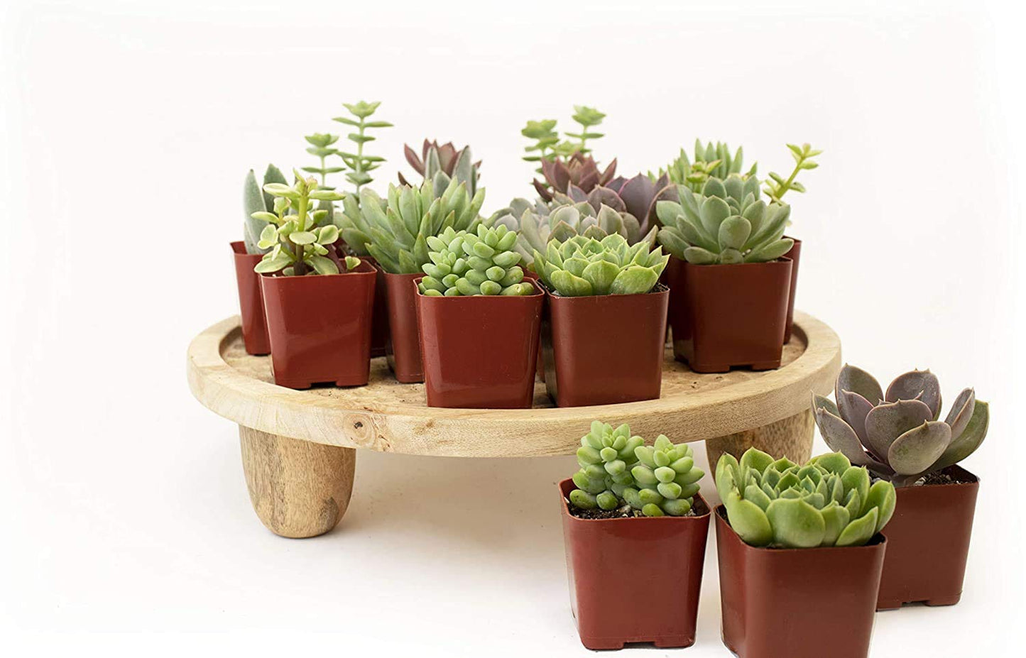 Plants R Us | 20 Pack Succulents in 2" Grow Pots - Indoor/Outdoor Live Plants and Decor - Hardy & Easy Care, 20 Pack