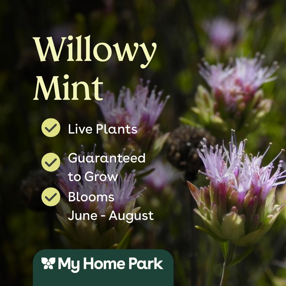 Willowy Mint 6 Live Plants (Monardella viminea) – California Native Wildflower for Outdoor Gardens, Drought Tolerant Pollinator Friendly Landscaping