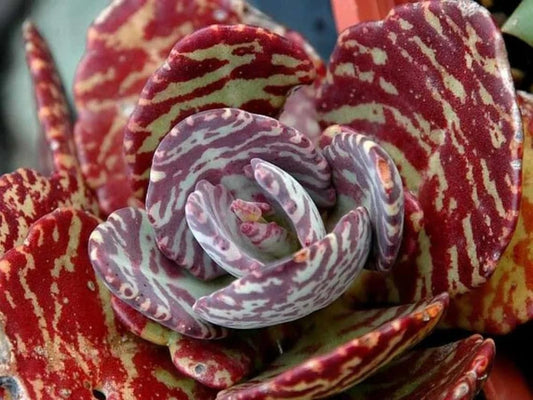 Tiger Kalanchoe Humilis Desert Surprise Rare Succulent Exotic Cactus 2'' Plant
