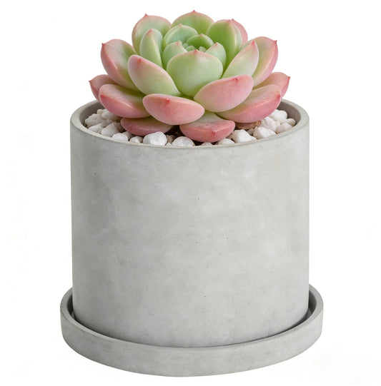 Ekirlin 6 Inch Indoor Plant Pot, Natural Cement Grey Garden Planters, Outdoor Concrete Flower Plant Pots with Drain Hole Saucer Tray, Modern Succulents Containers for Home Decor & Garden Plants