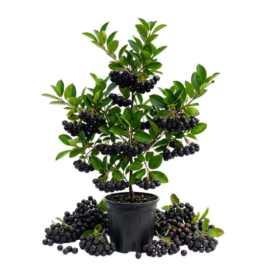 Black Chokeberry Plant, Chokeberry Plant for Planting, 5-9 Inc Tall, Sweet Berries, Cold Hardy Tree for Outdoor Growing