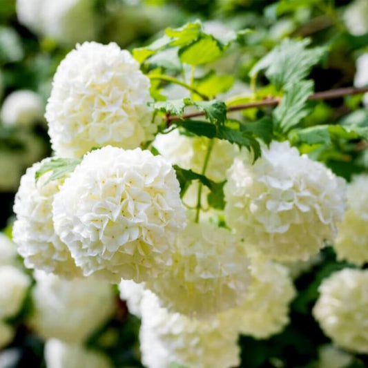 Old Fashion Viburnum Plant Live for Planting, Snowball Viburnum Shrub Viburnum Bush in 4 Inch Pot, Viburnum Tree Ready to Grow