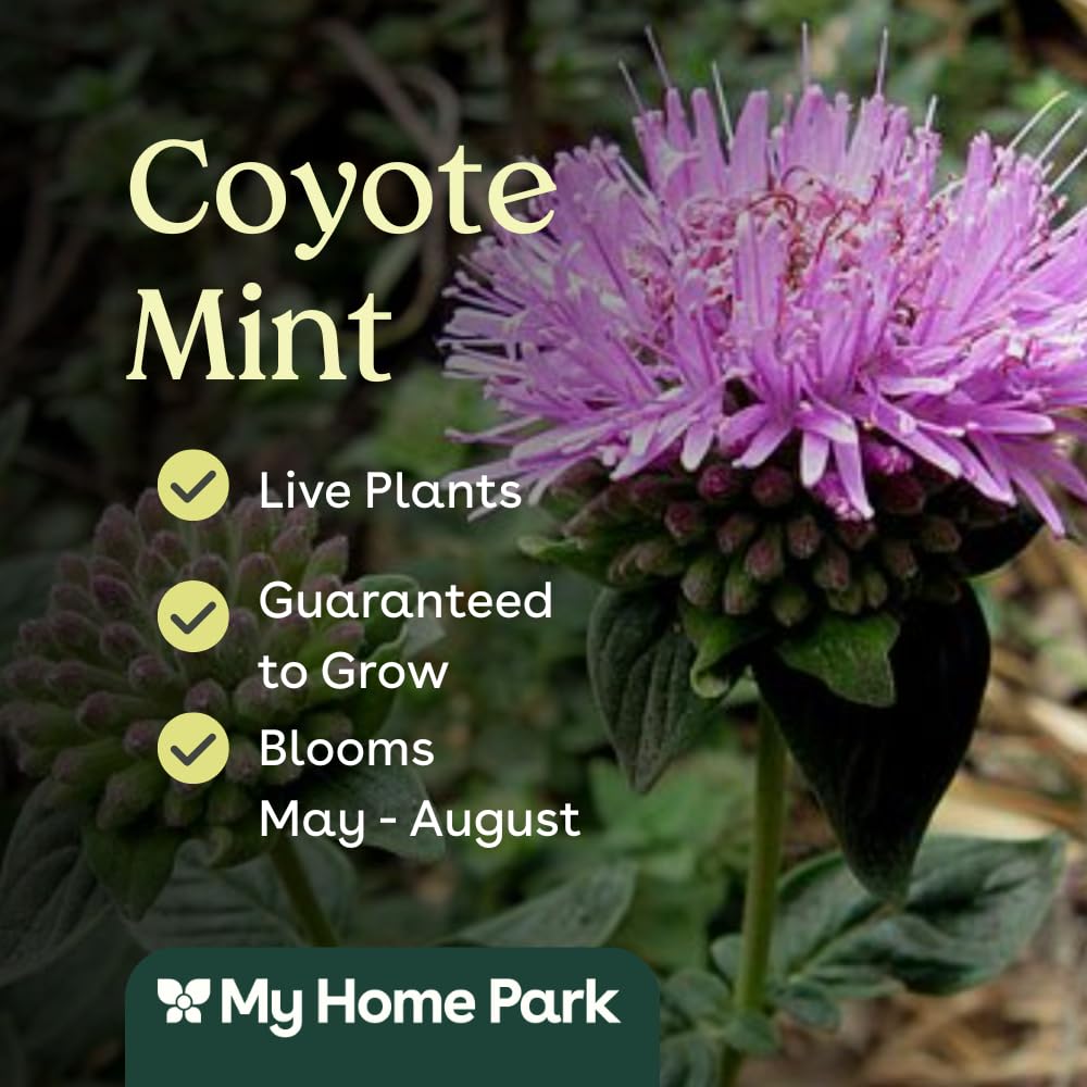 Coyote Mint 3 Live Plants (Monardella villosa) – California Native Wildflower for Outdoor Gardens, Drought Tolerant Pollinator Friendly Landscaping