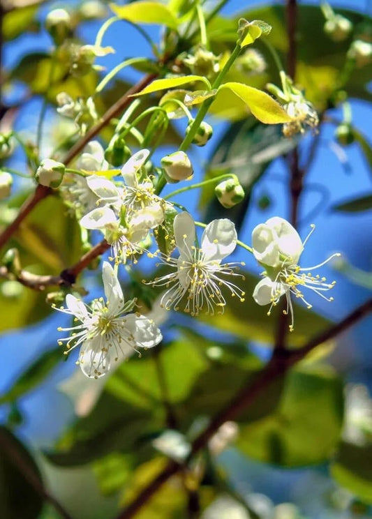 Live Plant - Suriname Cherry Tree 1-3Ft (Pitanga)