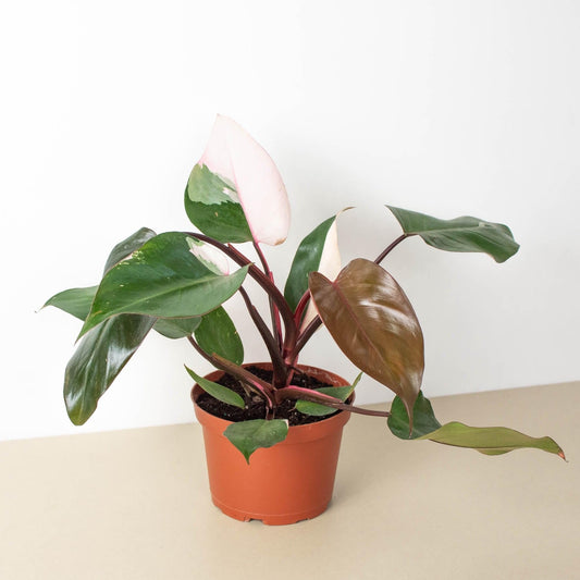 Philodendron 'Pink Princess' | Live Plant for Indoor & Outdoor | for Living Room, Office, Bathroom | (6" Pot)