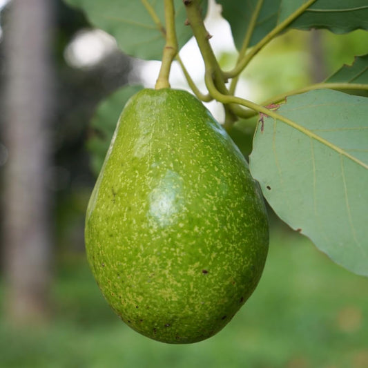 Green Avocado Tree, Avocado Trees Live Plants in 3 Gallon Pot, Fruit Bearing Plant for Outdoor Garden, 1-2 Feet Tall, No CA