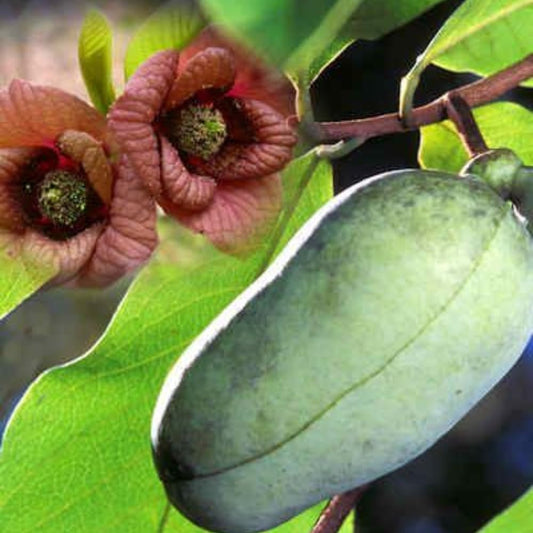 Pawpaw Tree Live Plant, 6-14 Inch Tall, Quart Pot, Cold Hardy Paw Paw Plant Live, Pawpaw Fruit Tree for Outdoor Planting
