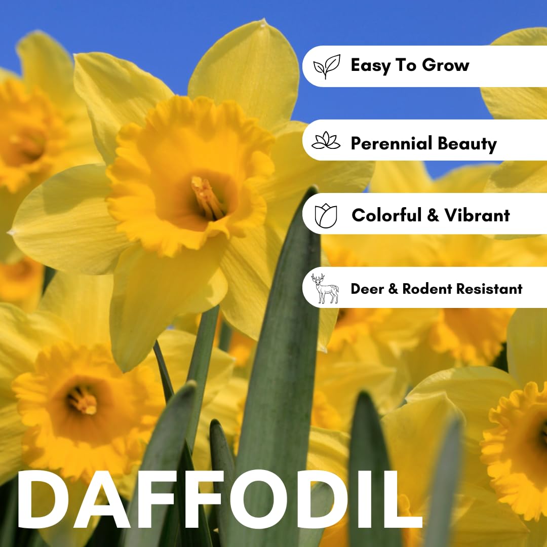 Large Flowering Mix Daffodil Bulbs for Planting, Stunning Perennial Flower Bulbs, Borders, Garden, Landscaping, Bulb Size 12/14 cm, Large Flowering Daffs (10 Bulbs)