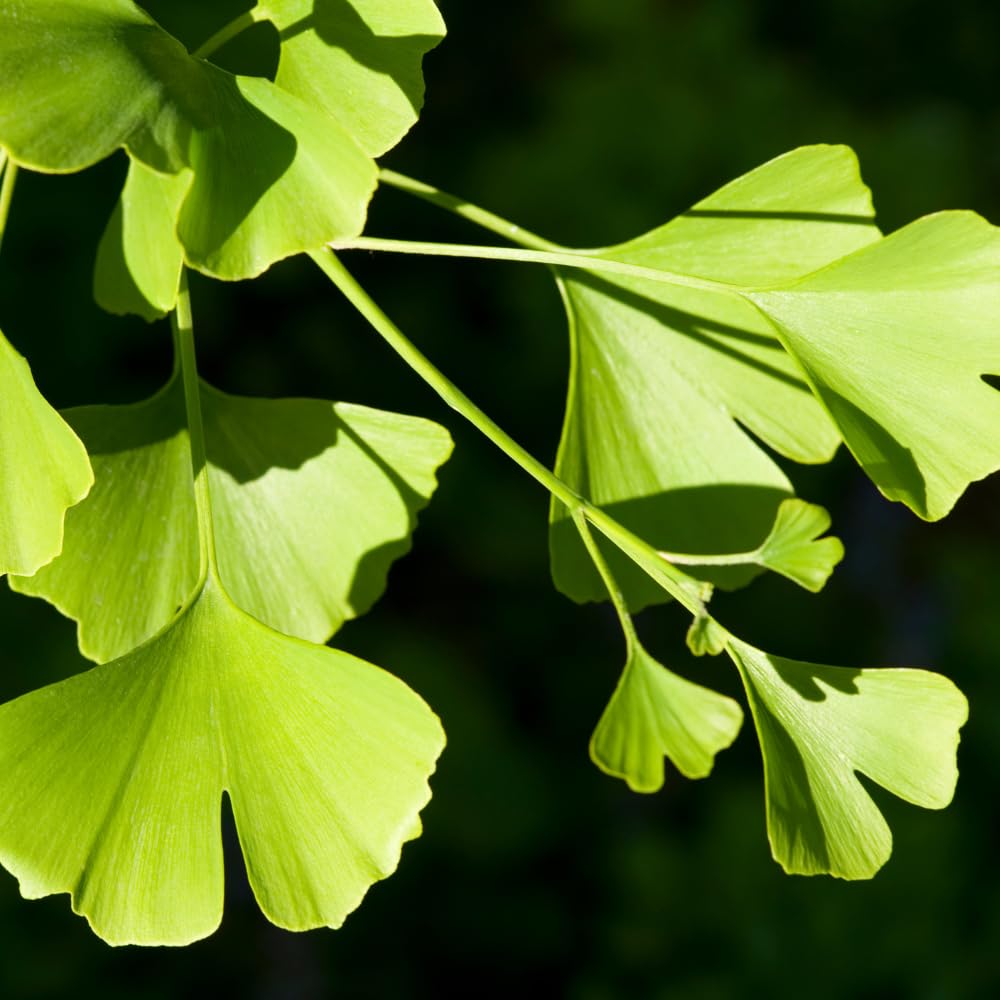 TriStar Plants Ginkgo Biloba Tree - 1 Gallon Container - Live Tree, Fast Growing, Healthy Established Roots, Shade, Fall Colors, Outdoor