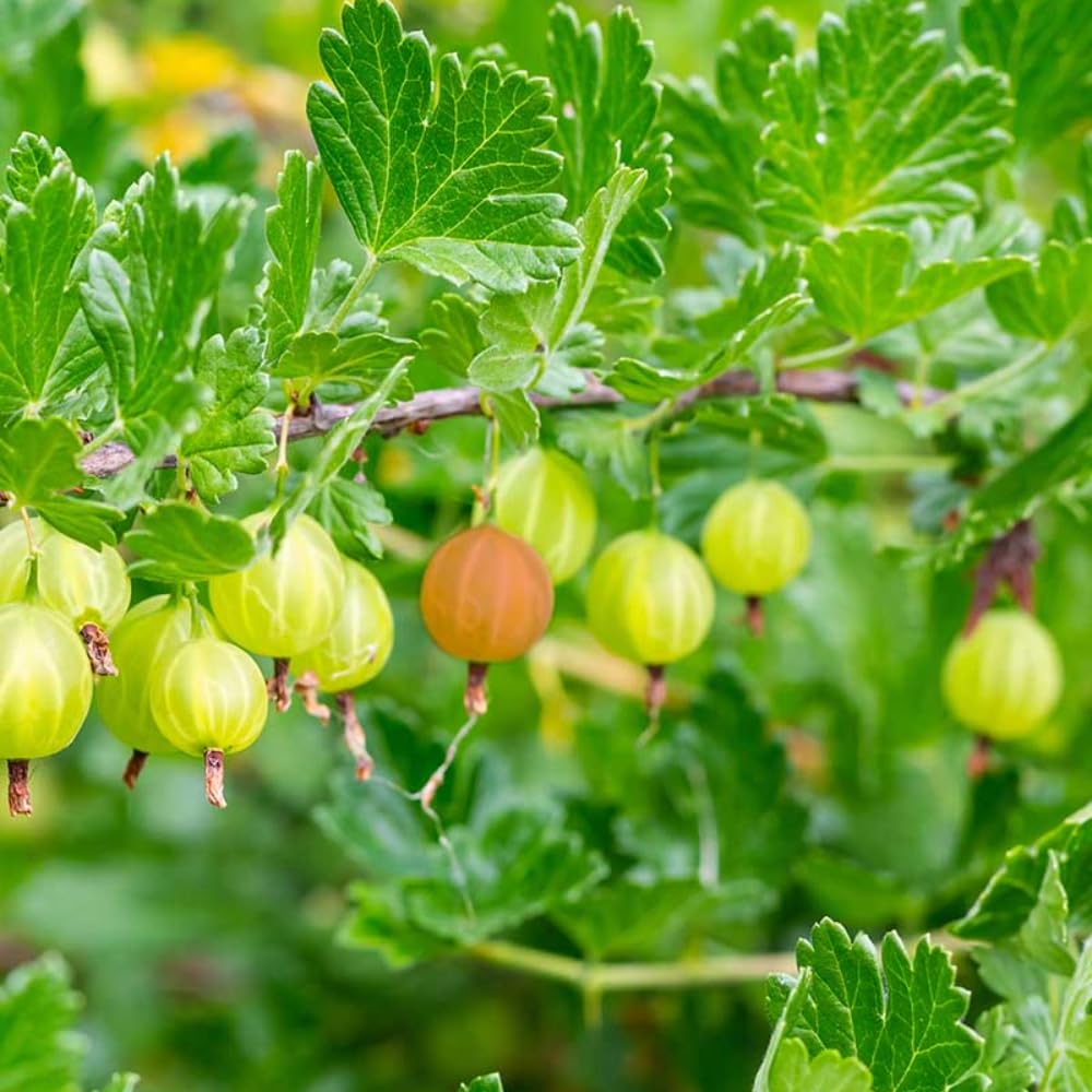 Gooseberry Bush Live Plant Well Rooted, 5-9 Inch Tall, Sweet Gooseberry Plant Live for Planting