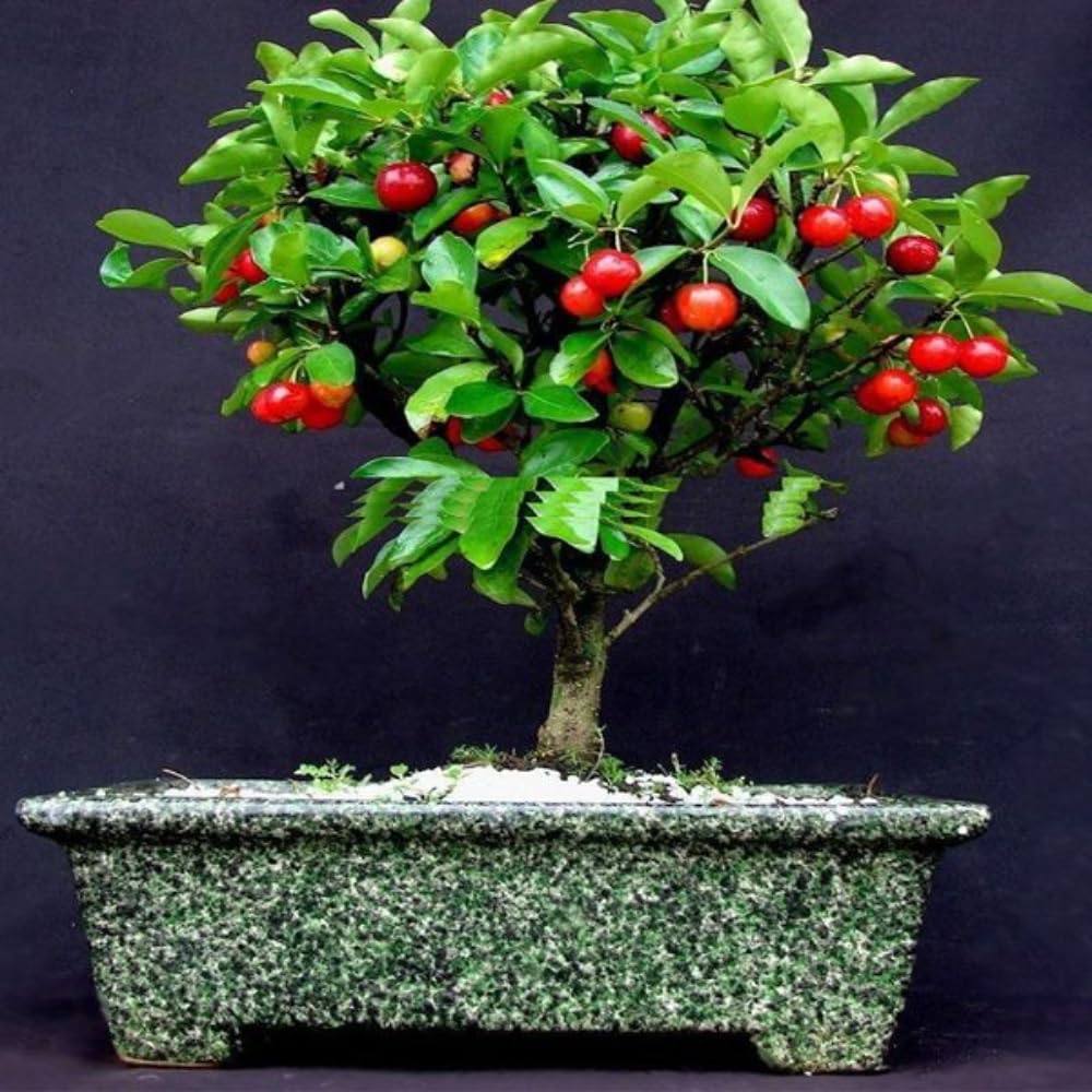 2 Dwarf Barbados Cherry Trees Live Plants 5-9 Inch Tall, Acerola Barbados Cherry Plant Live for Planting Ornamental Garden, No Pot