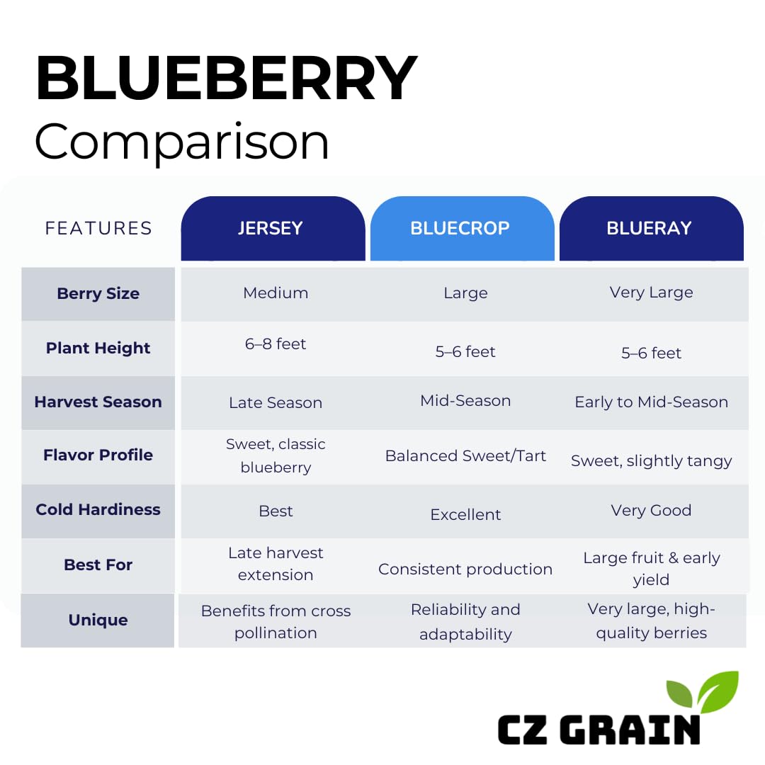 5 Blueberry Live Plant Seedlings for Growing (High Bush Blueberry) - Grow Delicious Blue Berry Bush Patch 5 Live Blueberry Plants - Ships Bare Root, No Pots Included