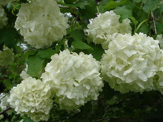 Live Plant - 2 Old Fashioned Snowball Viburnum Shrubs - Live Plants - 4-12" Tall - 4" Pot
