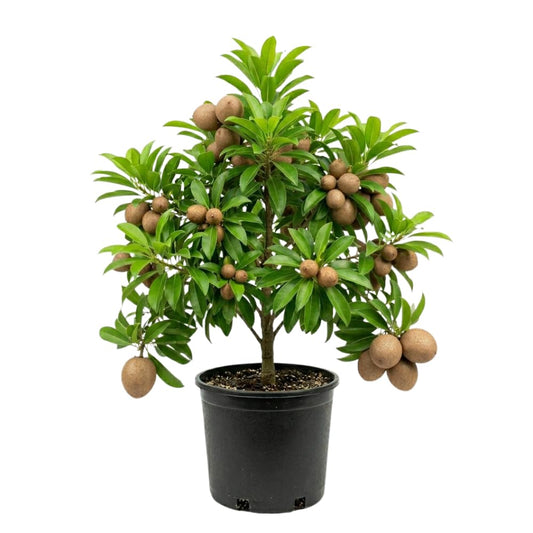 Sapodilla Tree Live Plant, Sapodilla Plant, Sweet Brown Tropical Fruit Tree, 3 Gallon Pot, 2-3 Feet Tall, Ideal for Backyard, Edible Garden, No Ship to CA