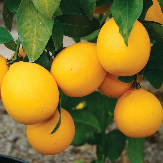 Live Plant - Improved Meyer Lemon Tree - Semi-Dwarf - 18-36" Tall Live Citrus Plant - Potted