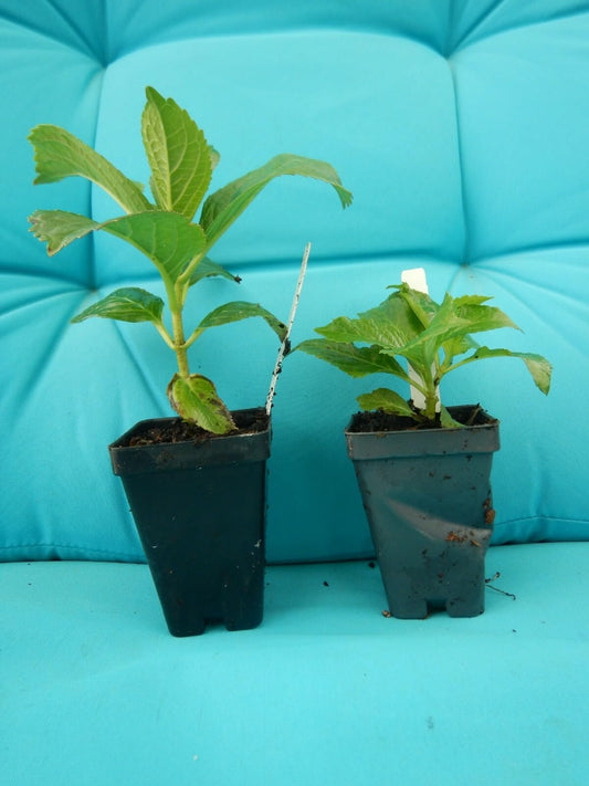 Live Plant - Hydrangea Starter Plant Opens White Then Pink Then to Blood Red