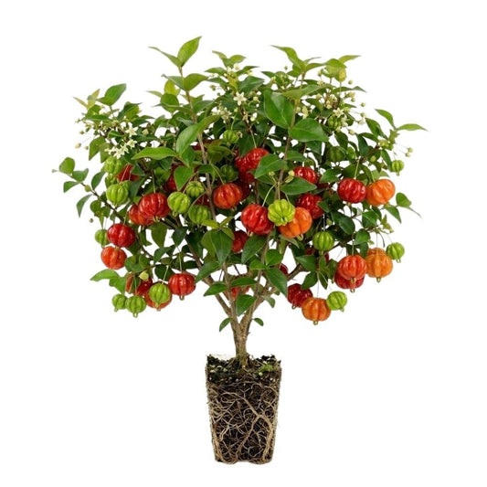 Surinam Cherry Live Plant 4–7" Tall, Surinam Cherry Plant, Tropical Edible Fruit Plant, Fast Growing, Suitable for Indoor Outdoor