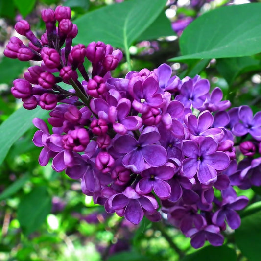 Purple Lilac Plants, Fragrant Purple Syringa Flower, Lilac Bushes Live Plants, 6 to 10 Inch Tall Syringa Shrub for Garden
