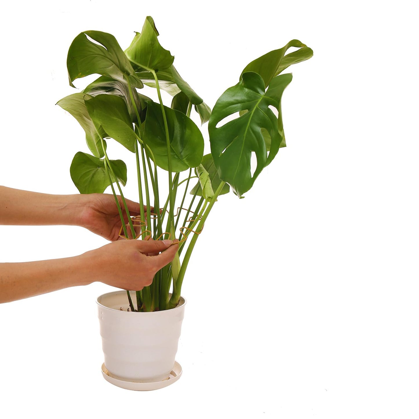 Spiritlele 5 Pcs Yellow Plant Stem Support Holder Set Monstera Plant Support Clamp Growth Accessories for Indoor Plants Big