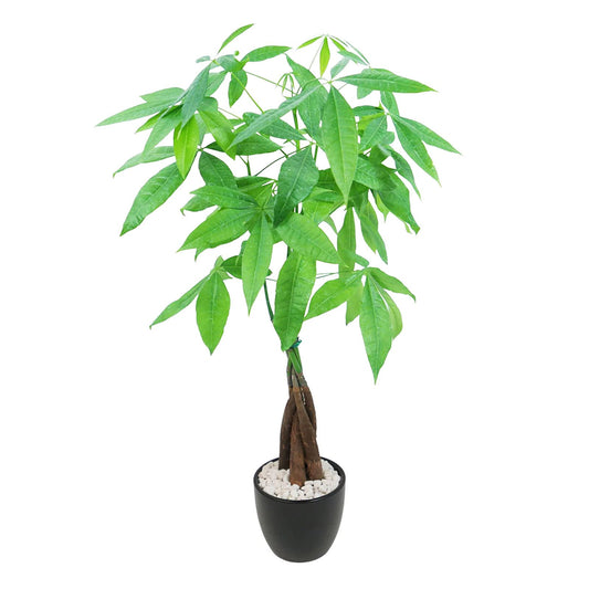 Athena's Garden Money Tree Plant Indoor Live Plant Pachira Money Tree with Ceramic Planter 18 Inches Tall, Black Pot - White Rocks, Medium