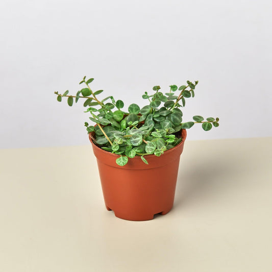 Peperomia Prostrata 'String of Turtles' | Live Plant for Indoor & Outdoor | for Living Room, Office, Bathroom | (4" Pot)