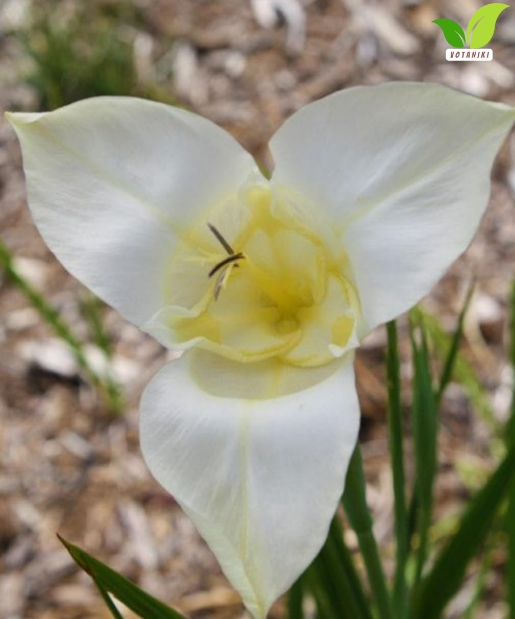 Votaniki Tigridia Pavonia Alba Immaculata Bulbs White Mexican Shell Flower Summer Bloom Garden Plants Cut Flower Use Sun to Part Sun Outdoor Planting (Pack of 12)
