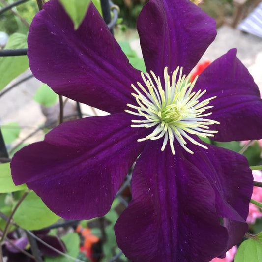 Clematis Warsaw - Live Plant in a 3.5 Inch Growers Pot - Bold and Beautiful Starter Flowering Vine Ready for The Garden