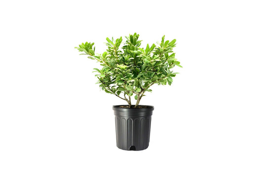 Pittosporum Variegated I 1 Large Trade Gallon Size Plant I Pittosporum Tobria Variegatum I Live Striking Two-Tone Foliage for All-Year Visual Interest, Ideal for Hedges, Borders