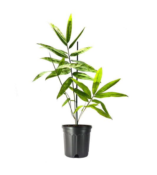 Black Bamboo | Dendrocalamus Asper Hitam | 1 Live Gallon Size Plant | Exotic Tropical Decor | Fast Growing Privacy Screen | Unique & Hardy