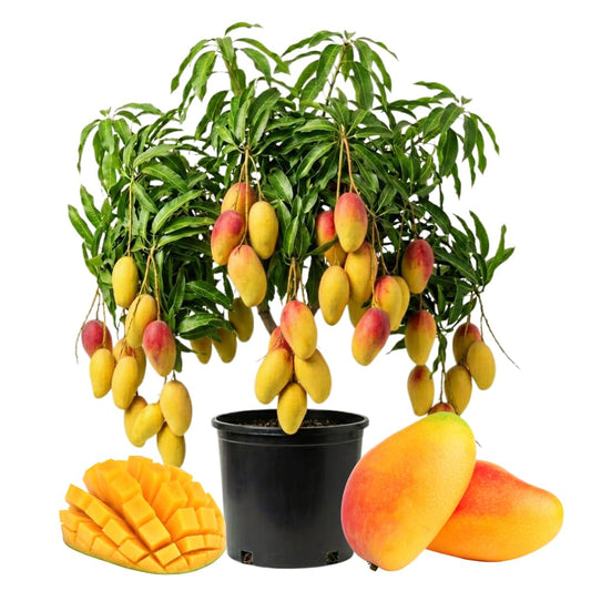 Grafted Mango Trees Live Plants in 3 Gal Pot, Fragrant Mango Fruit Tree from 2 to 3 Feet Tall, Sweet and Fast-Growing, No Ship to CA