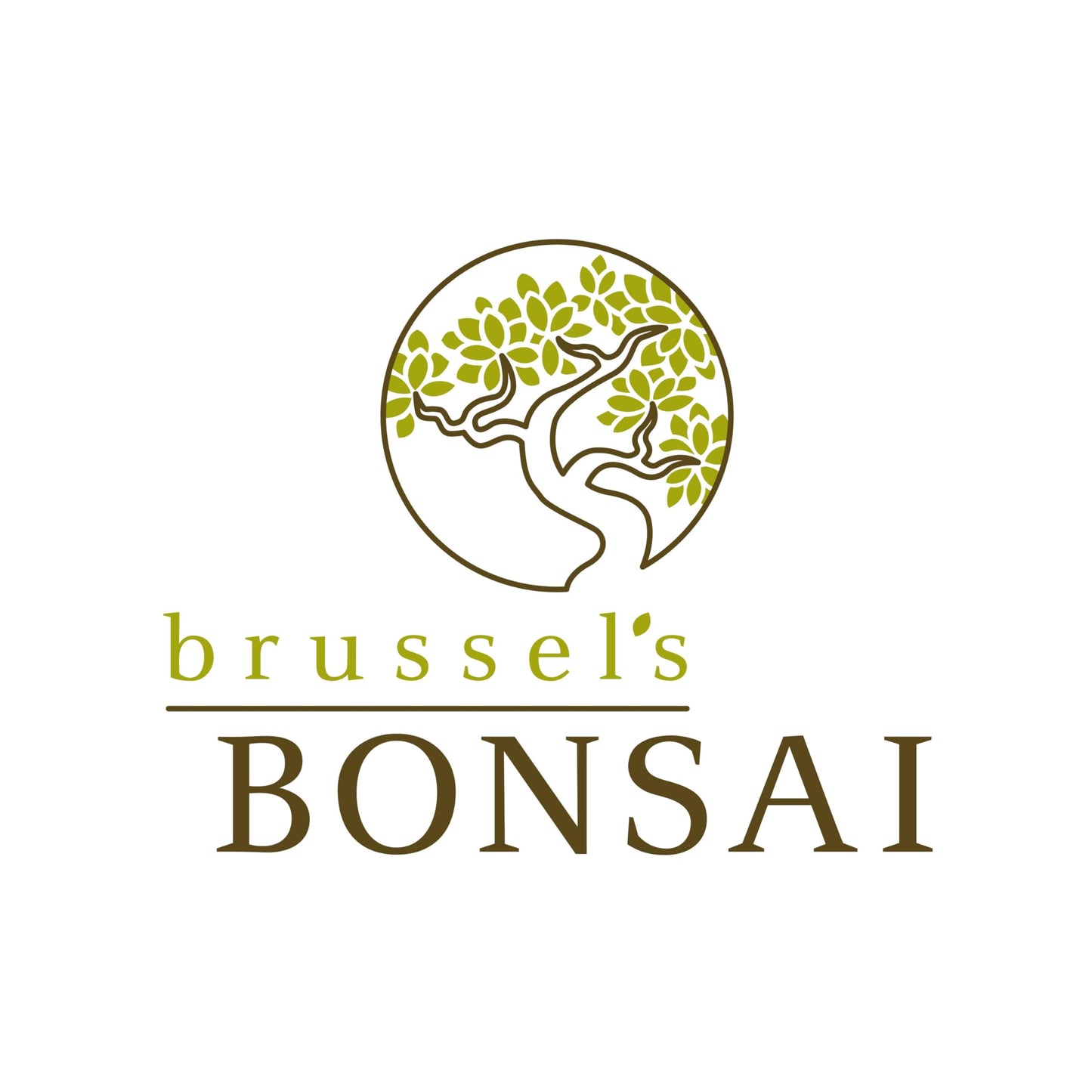 Brussel's Live Chinese Elm Outdoor Bonsai Tree - 15 Years Old; 14" to 18" Tall with Decorative Container