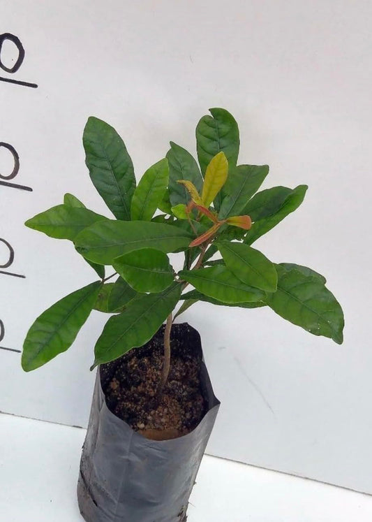 Miracle Fruit Live Fruit Tree(synsepalum Dulcificum) (8in to 12in”) Magic Berry Plant