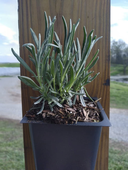 Phenomenal Lavender Plants in 4 Inch Pot (8)
