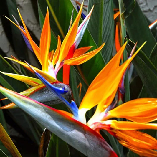 Orange Bird of Paradise Live Plants, Strelitzia Reginae Plants Tropical Perennial Blooming, 4-9 Inches Houseplant Decor Indoor Outdoor, No Pot