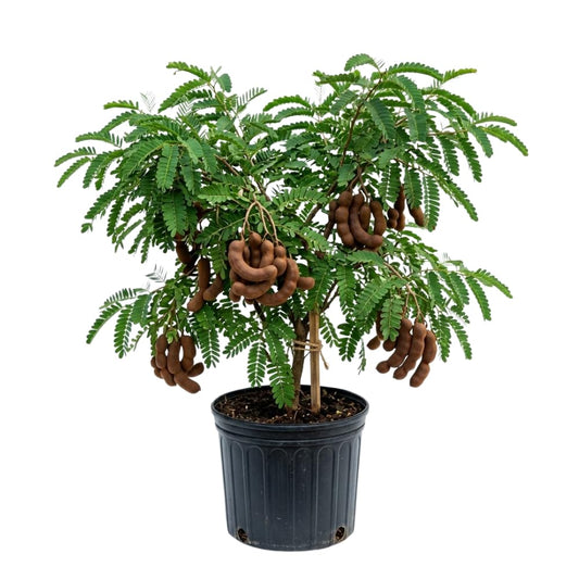 Sour Tamarind Tree Live Plant, Tamarind Plant, Well Rooted 2 Feet Tall, 3 Gallon Pot, Tropical Fruit for Edible Garden and Backyard, No Ship to CA
