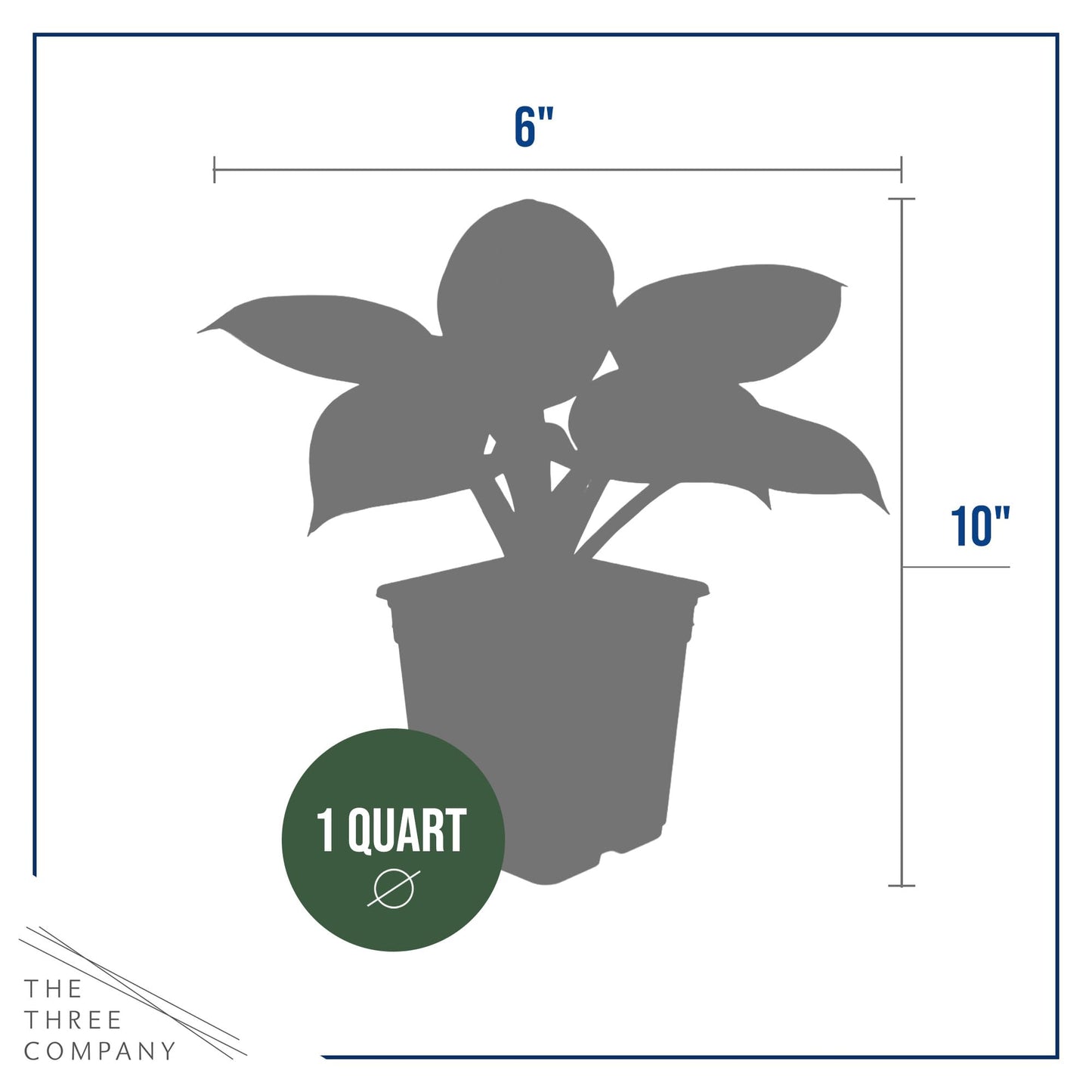Live Perennial Hosta - Pilgrim (3 Plants Per Pack) Beautiful Accent Plant, 10" Tall by 4" Wide in 1 Qt Pot
