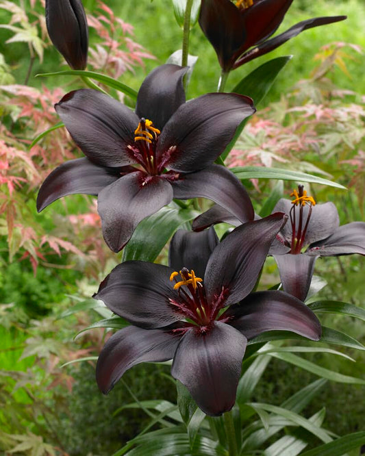 Black Lily Bulbs for Planting - Beautiful Dark Liliums with Big Blooms (1 Bulb)