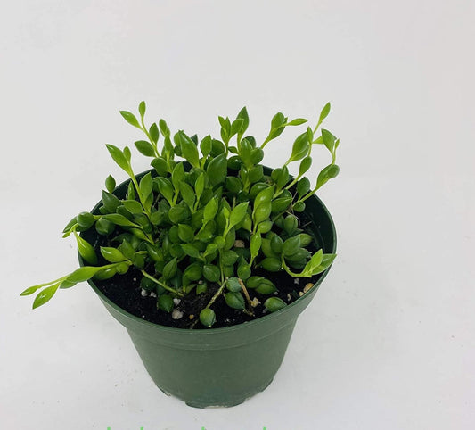 String of Beads Plant in Plastic Pot by JMBAMBOO