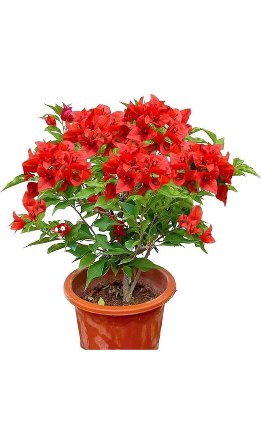 Live Plant - Jamaican Red Bougainvillea Small Well Rooted Starter Plant